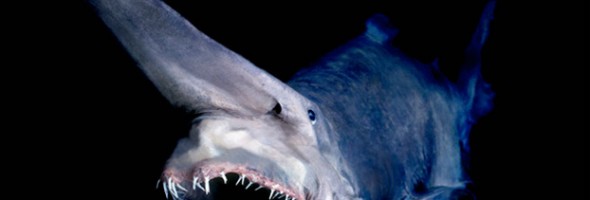 12 frightening ocean creatures