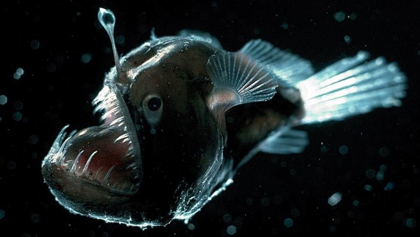 4. Anglerfish: