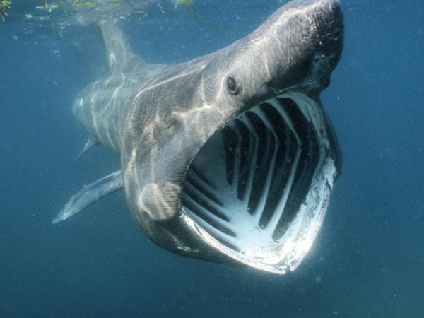 7. Basking Shark: