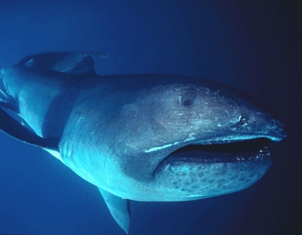 9. Megamouth Shark:
