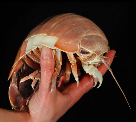 10. Giant Isopod: