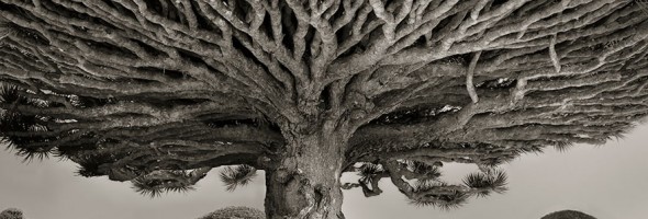 The ancient art of trees. A woman spends 14 years photographing the oldest trees in the world.