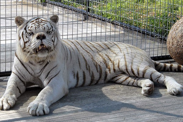 Kenny, the white tiger