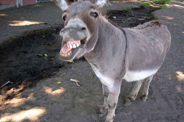 This lovely donkey