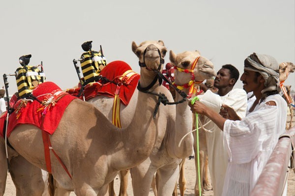 Camel races with robot jockeys