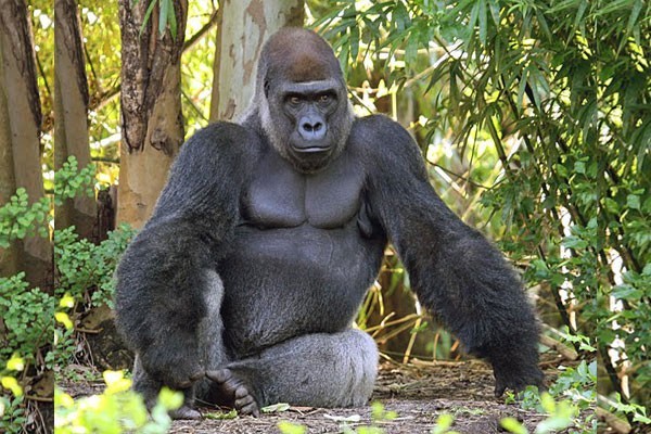 Eastern gorilla