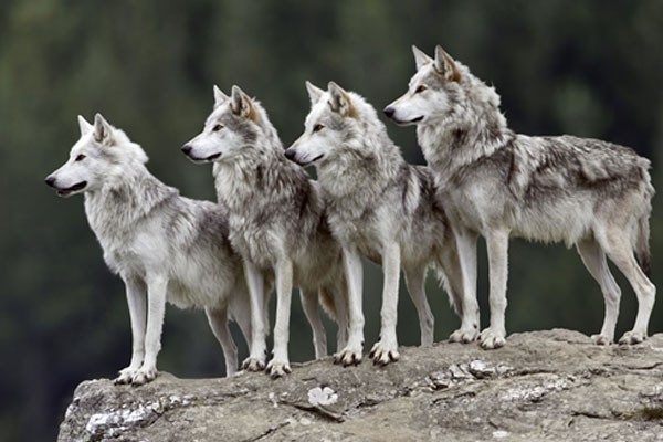 North american grey wolves