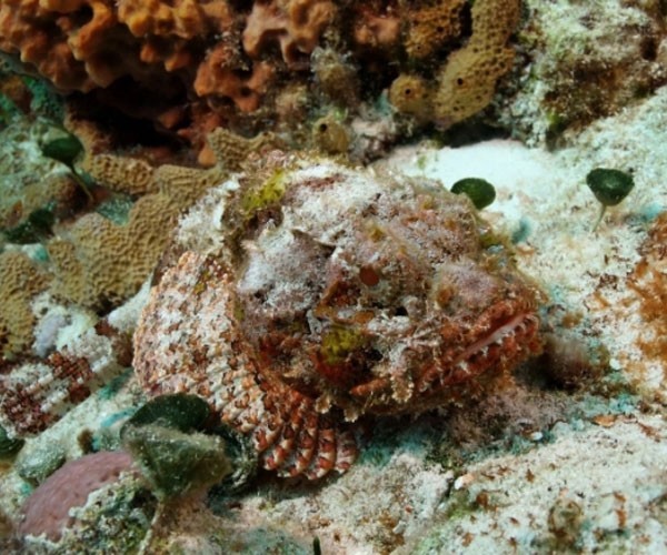 Estuarine stonefish or Stonefish