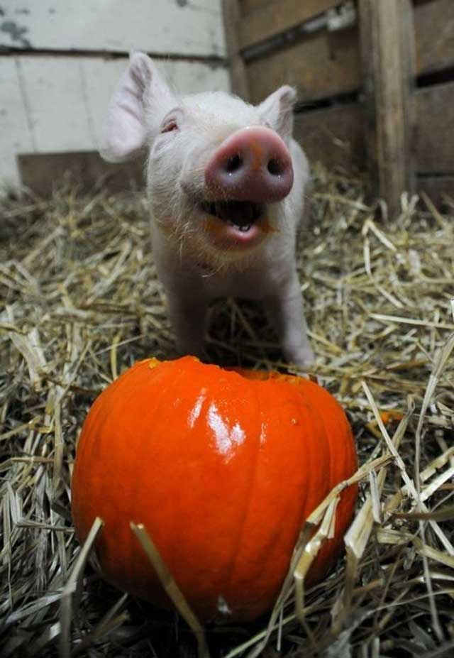 1. Piglet enjoying his pumpkin