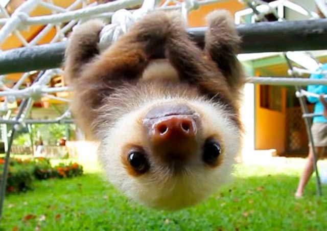 11. Hold on, baby sloths are here and they win everything