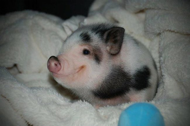 18. Another piglet enjoying life