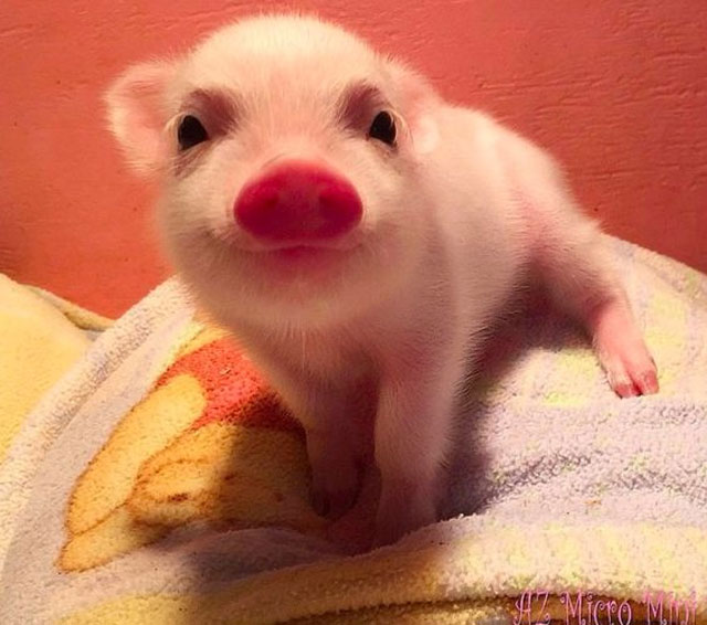 24. The cutest piglet ever