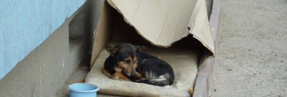 Homeless Dog Moves from Cardboard to Caring Hands!