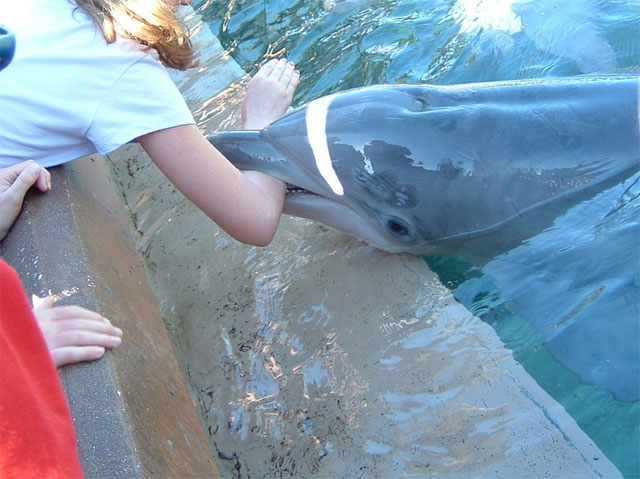 3. Captive dolphins can become stressed and even develop mental illness