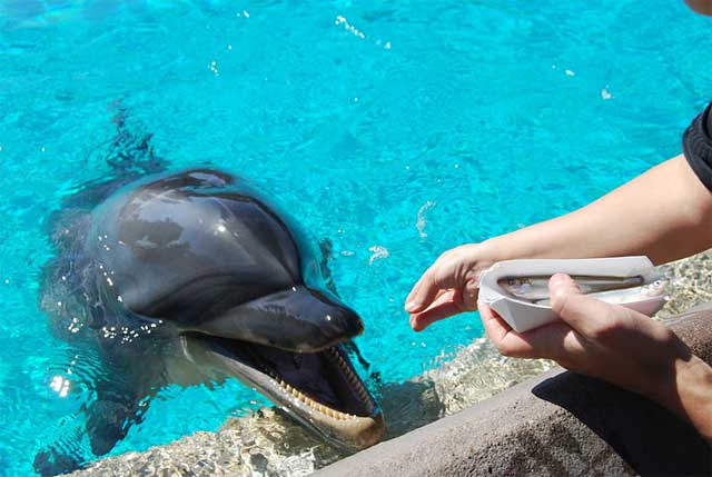 4. Captive dolphins have physical health problems