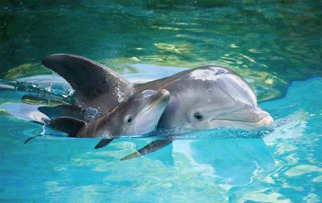 10. Captive dolphin populations aren’t useful from a conservation standpoint