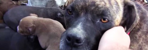 Dog Refuses To Lead Rescuers To Her Puppies. Look What They Did To Make Her!