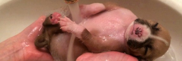 A First Bath Provides a Clean Start for Abandoned Puppies