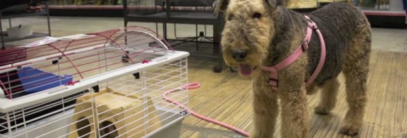 An Airedale Terrier and Her Guinea Pigs: A Love Story for the Ages