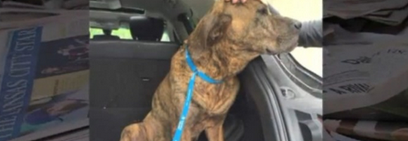 Man Saves Life of Dog Found Injured On Highway