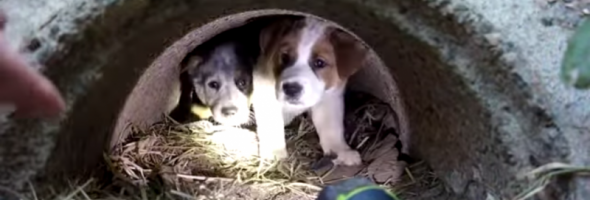A Deeply Compassionate Animal Rescue Worker Saves a Litter of Scared Puppies