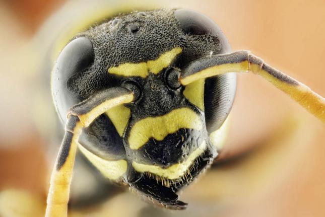 3. Gall Wasps