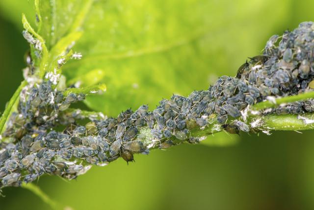 8. Aphids