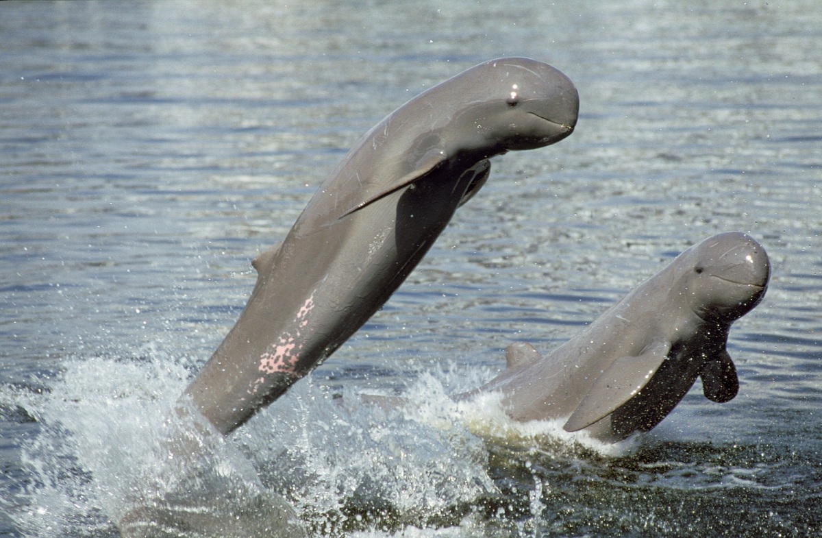 10. Irrawaddy Dolphins