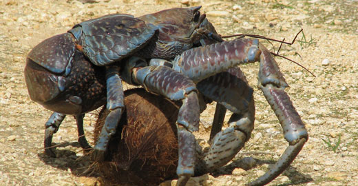 11. Coconut Crabs