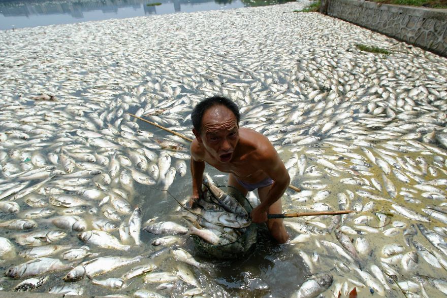 17. Worker Cleans Away Dead Fish