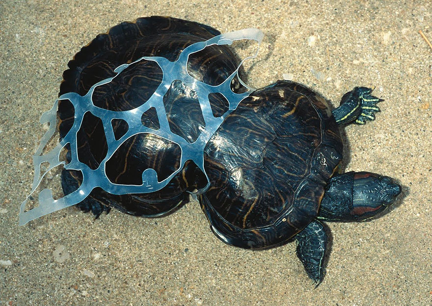 1. Tortoise Trapped By Plastic
