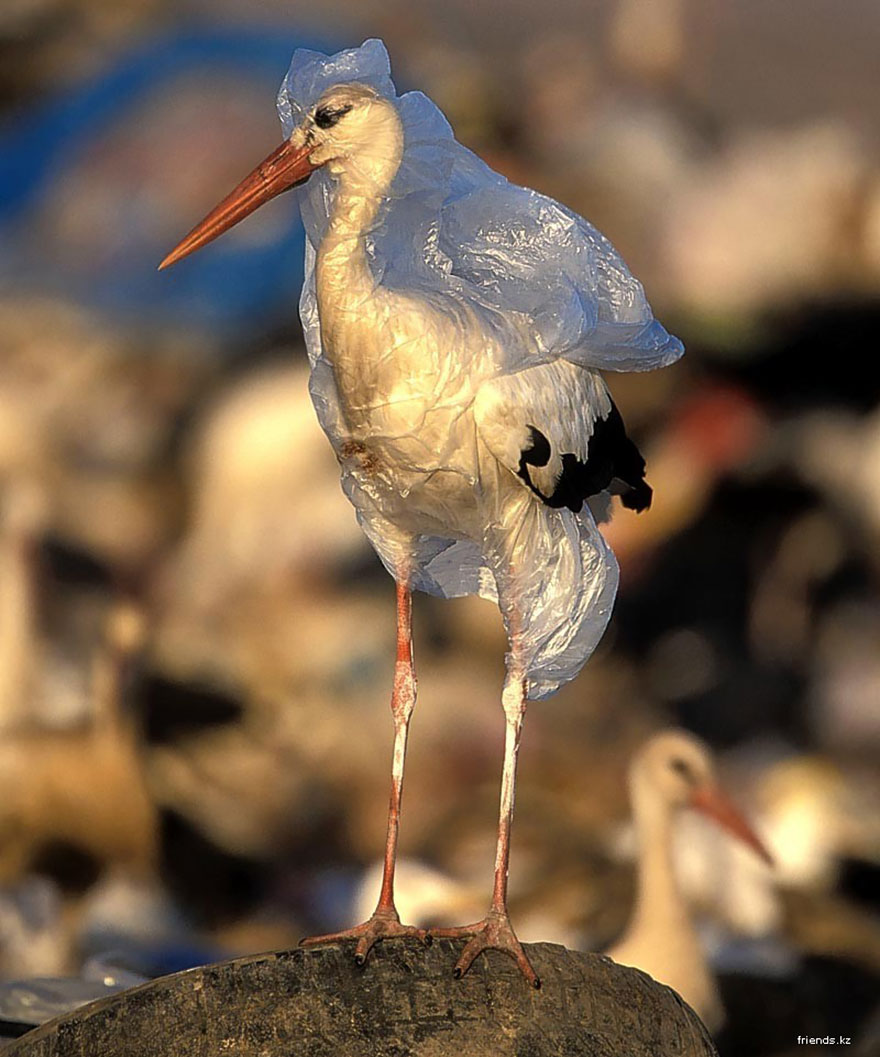 6. Stork Trapped In Plastic