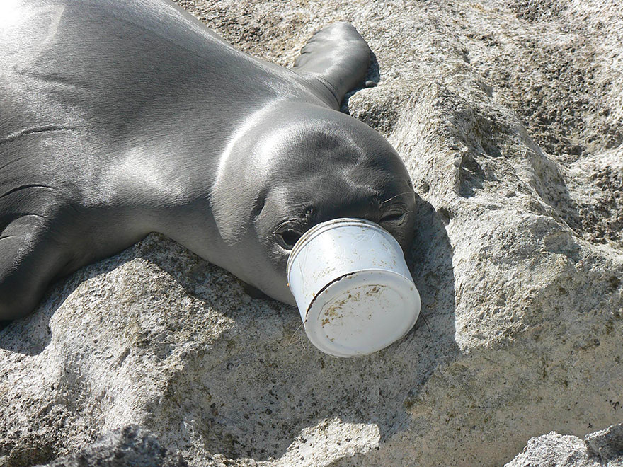 12. Seal’s Nose Trapped