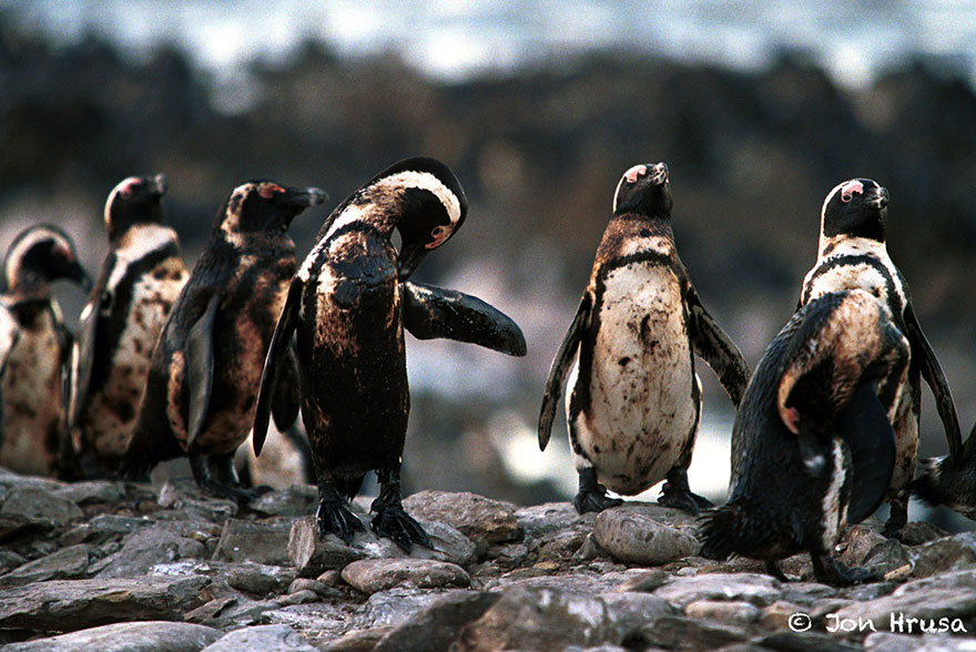 8. Penguins