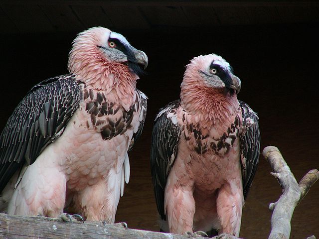3. Bearded Vulture