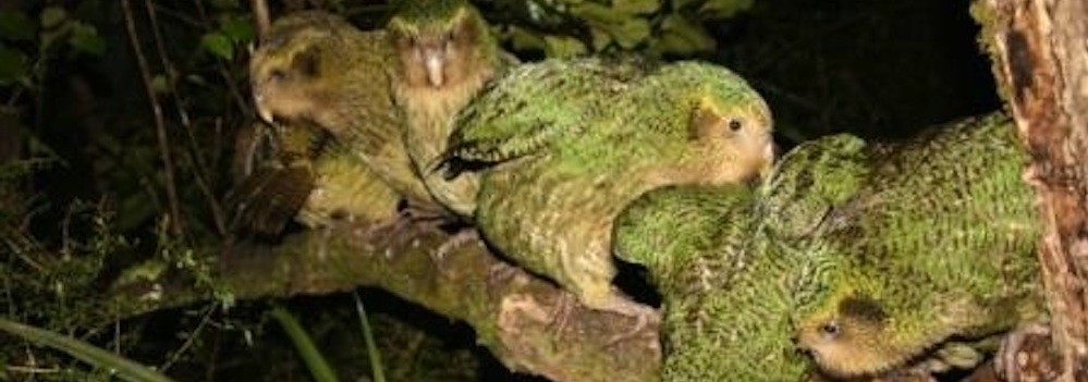 12. Kakapo