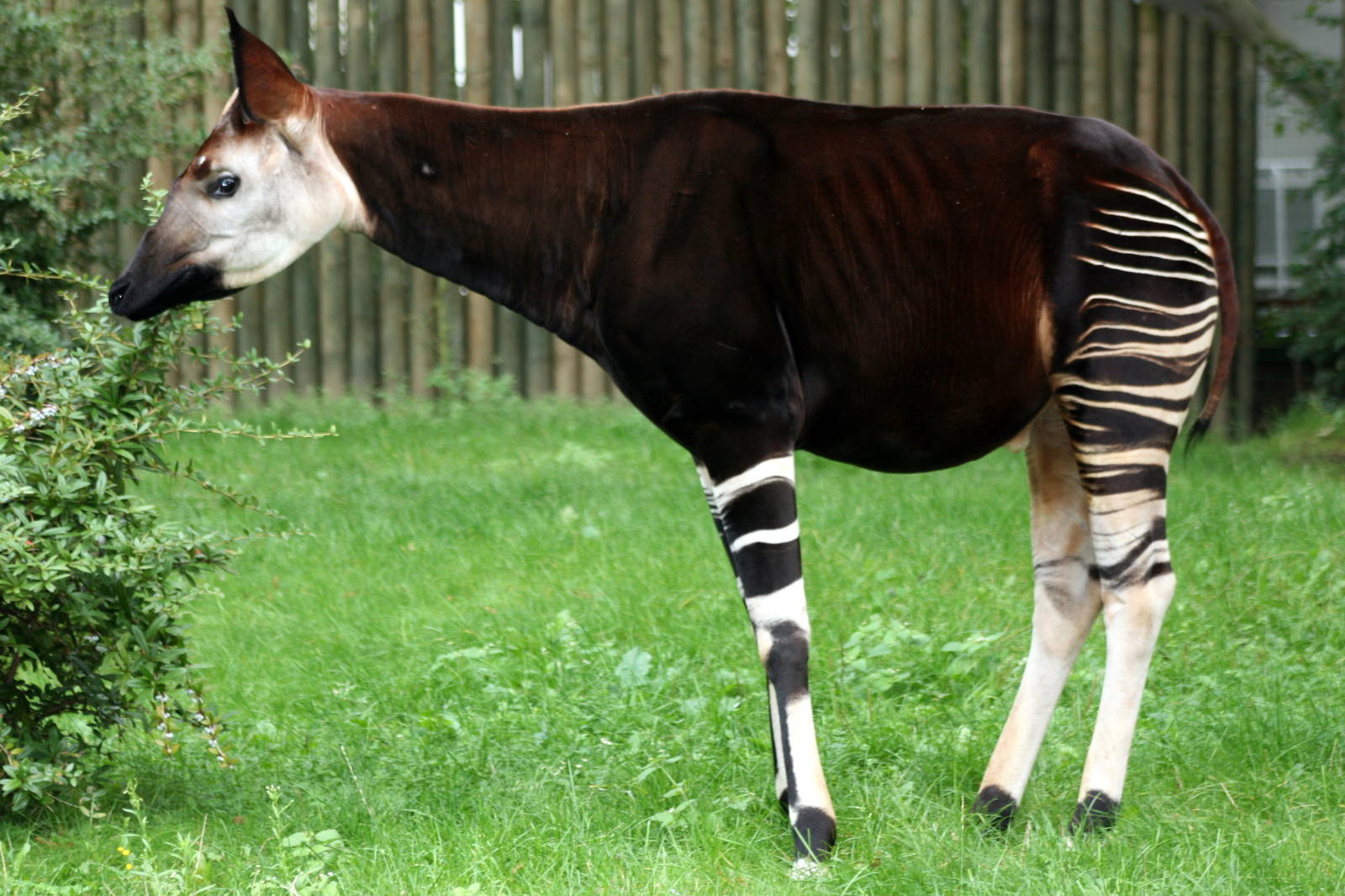 18. Okapi