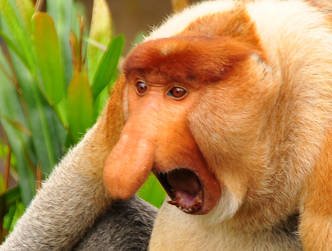 9. Proboscis Monkey