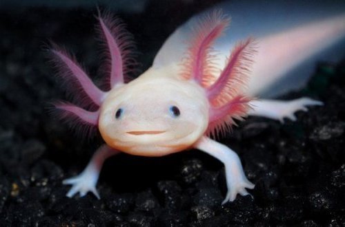 4. Axolotl