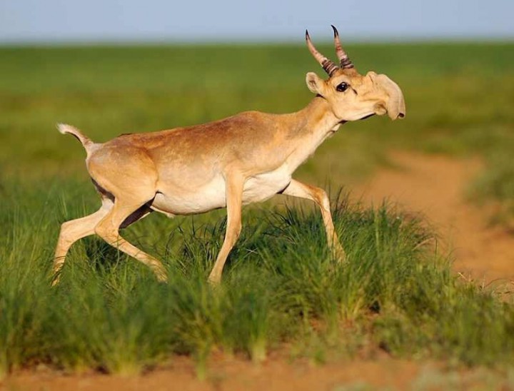 5. Saiga Antelope