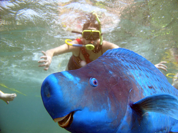 10. Blue Parrotfish