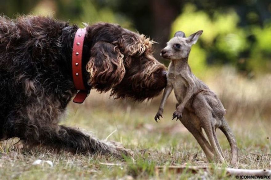 A dog and kangaroo friend