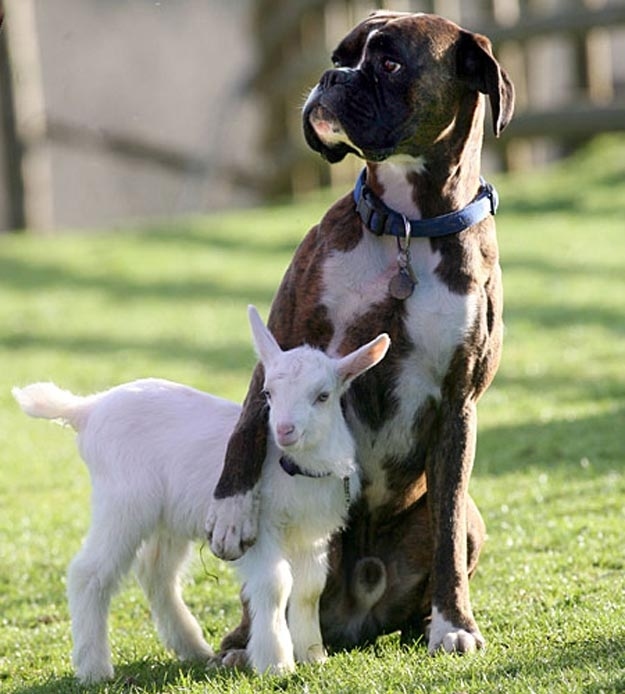 A dog and a goat
