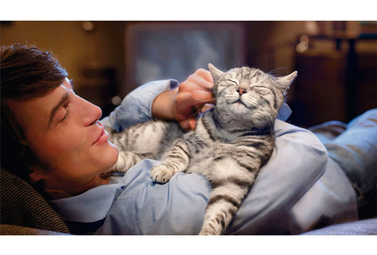 Cats recognize their owner’s voice
