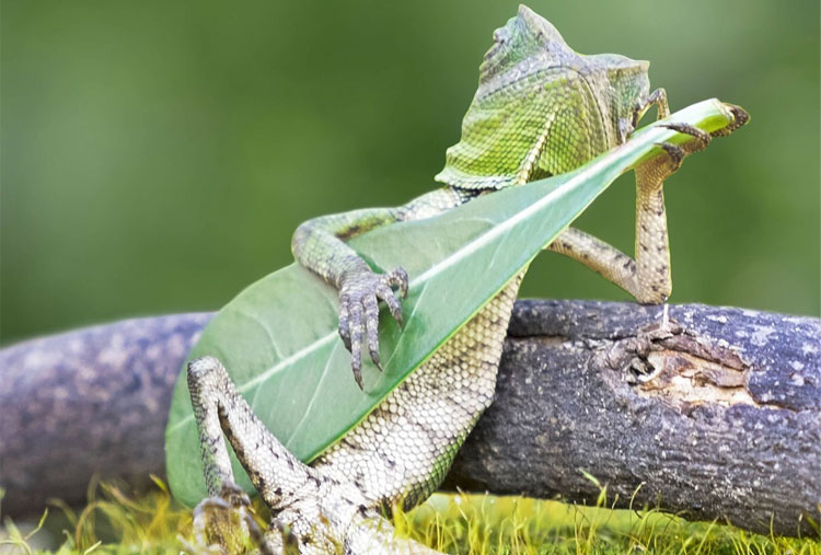 An iguana with a lot of style