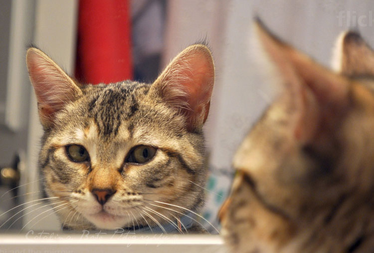 Cats can’t recognize themselves in the mirror