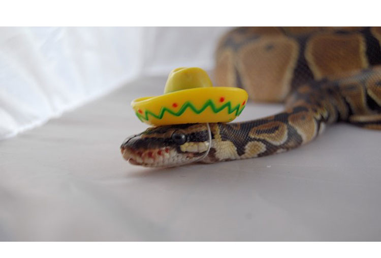 A Mexican snake