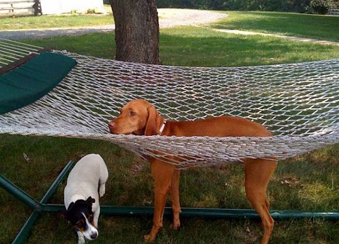 Don’t get on that hammock