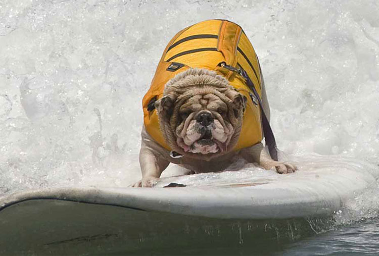 Dog-surfing instructor