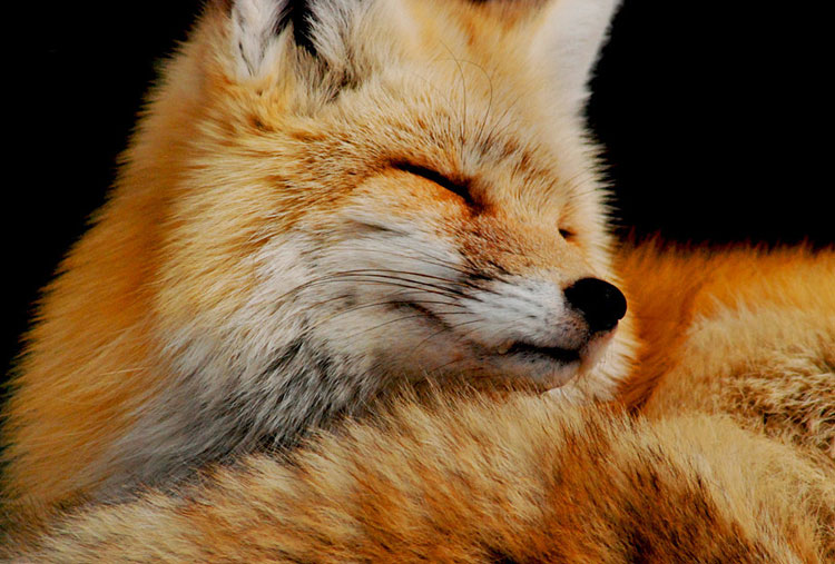 foxes